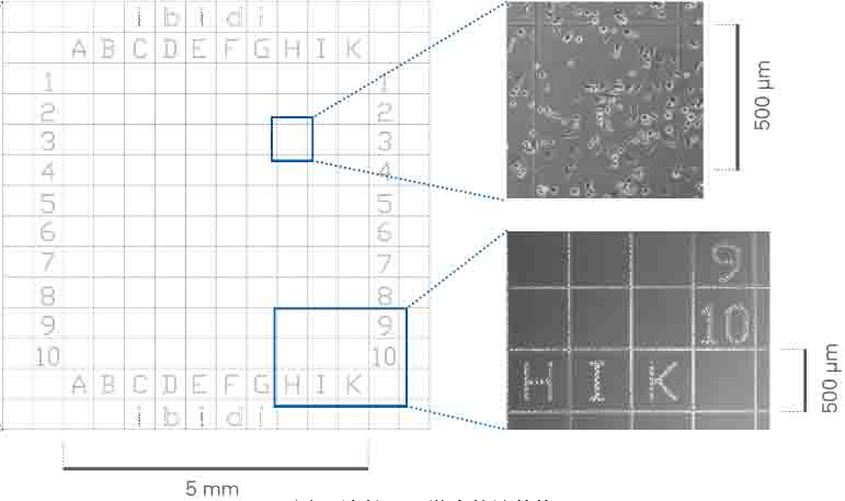 如何快速找回之前观察过的细胞