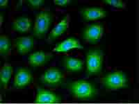 如何快速找回之前观察过的细胞